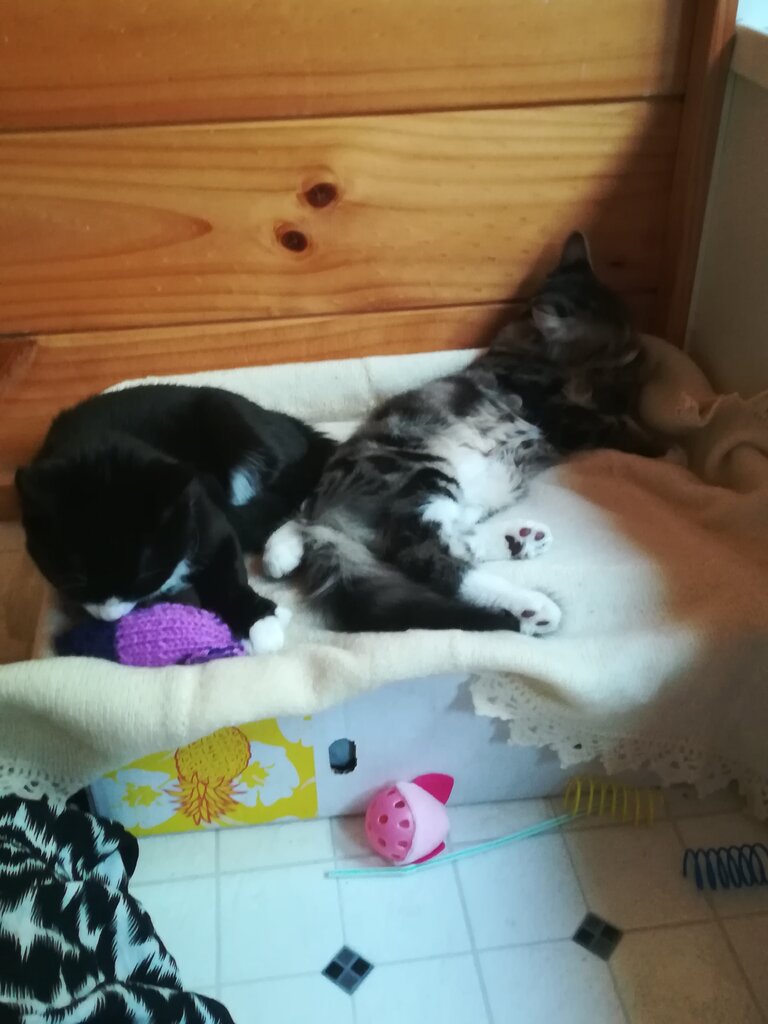 Test Order of Images in Image Item