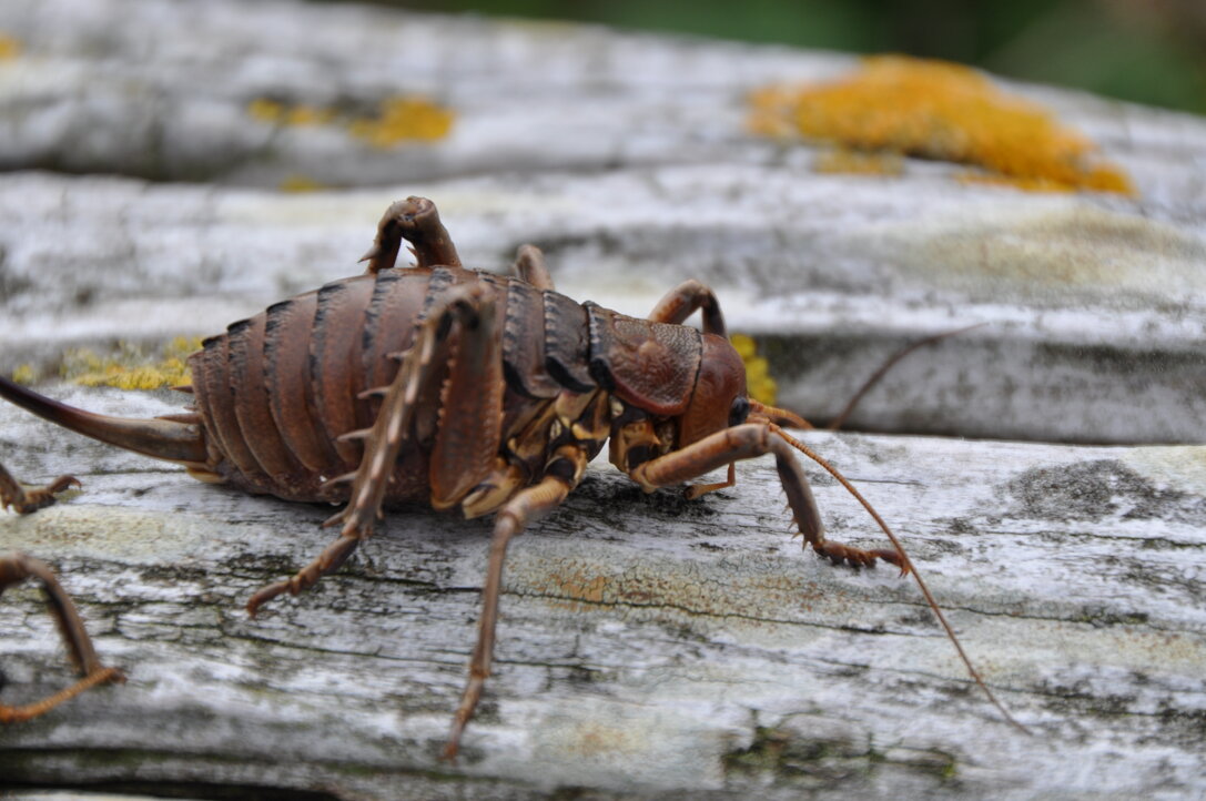 Wētā
