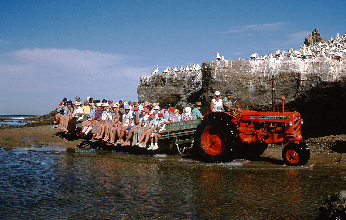 Cape Kidnappers Black Reef colony with Gannet Beach Adventures tractor
