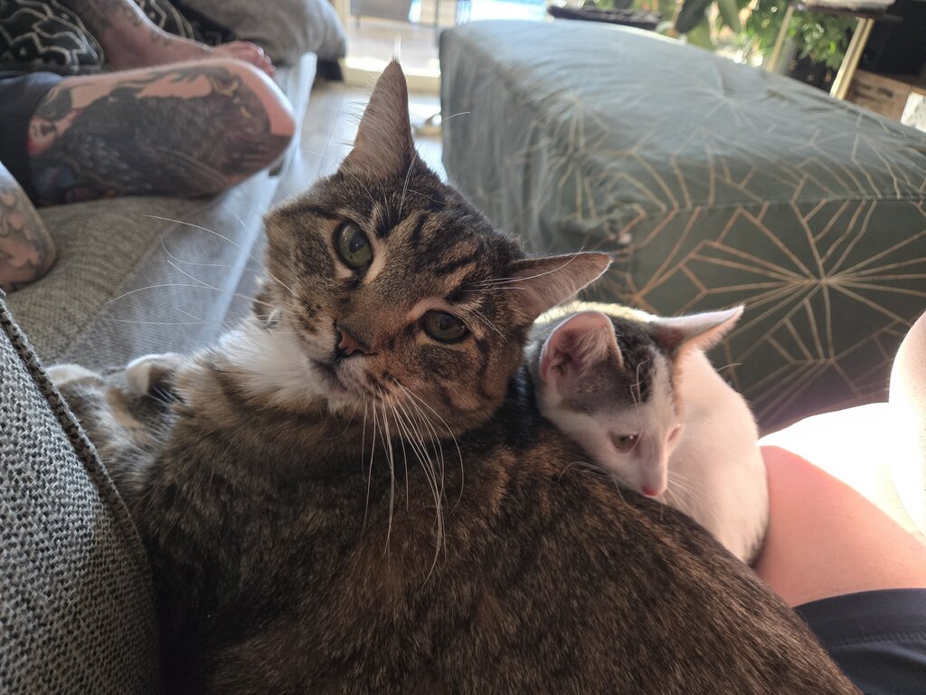 Cute Cat 2