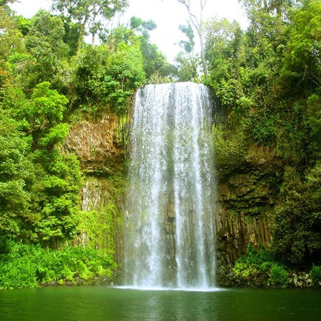 Australian Rainforests.
