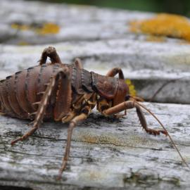 Wētā