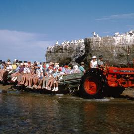 Cape Kidnappers Black Reef colony with Gannet Beach Adventures tractor