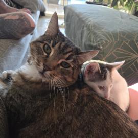 Cute Cat 2
