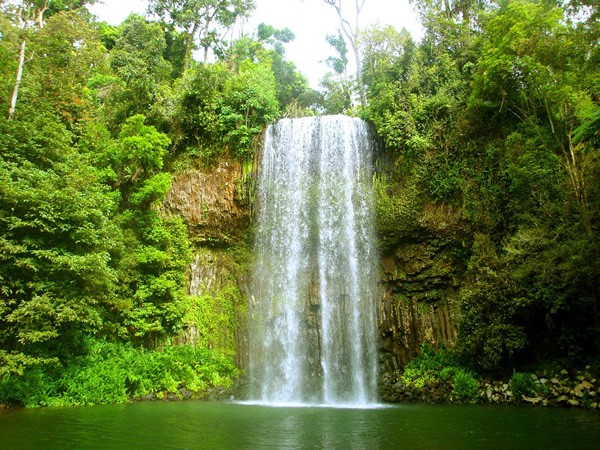 Australian Rainforests.